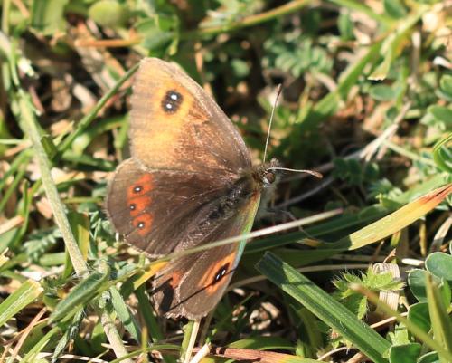 Erebia sp.